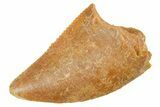 Serrated Raptor Tooth - Real Dinosaur Tooth #364692-1